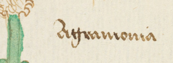 Agrimonia label on p164