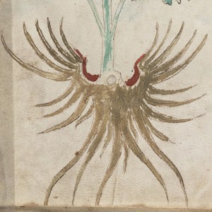 Figure 18. Hidden eagle in the roots of f46v.