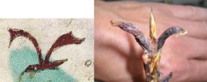 Figure 22. Left: f1r. Right: Claviceps purpurea (ergot), a psychoactive substance. 