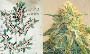 Figure 24. Left: Plant on f16r. Right: Cannabis sativa (cannabis, marijuana).