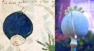 Figure 26. Left: Bulbous structure on plant on f90r1. Right: Paper somniferum (opium poppy).